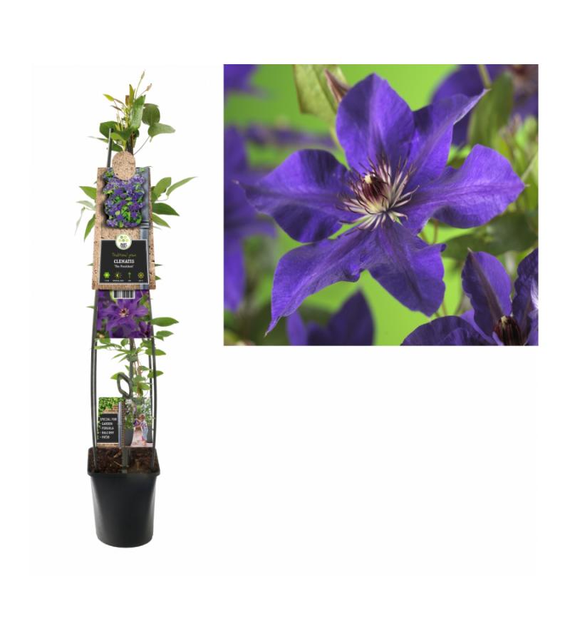 Paarse bosrank (Clematis "The President") klimplant 70 cm