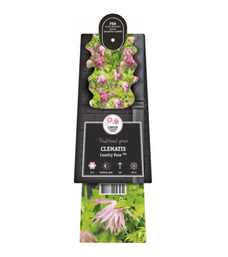Roze bosrank (Clematis "Country Rose" PBR) klimplant