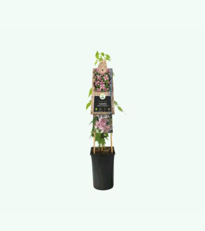 Roze bosrank (Clematis montana "Broughton Star") klimplant