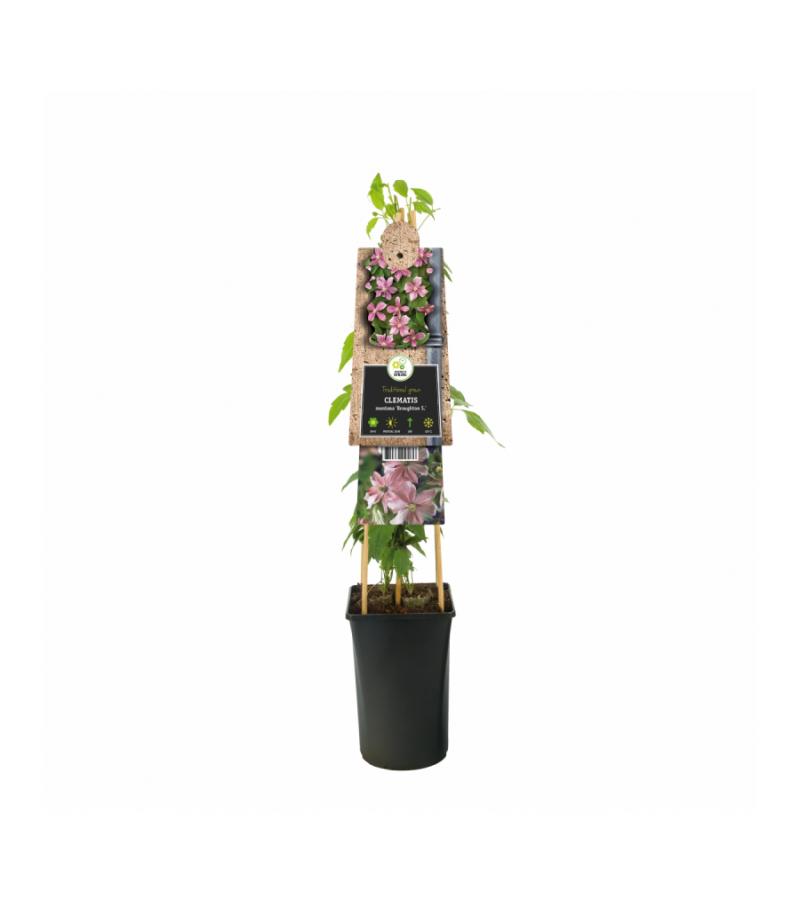 Roze bosrank (Clematis montana "Broughton Star") klimplant