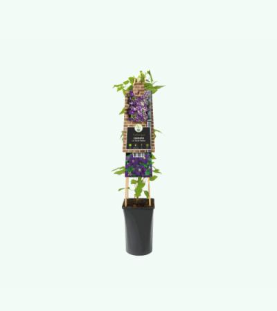 Paarse bosrank (Clematis viticella "Etoile Violette") klimplant