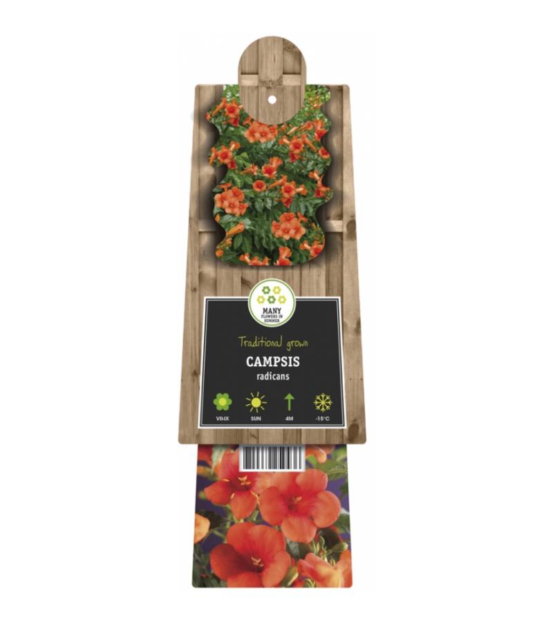 Rode Trompetbloem (Campsis radicans) klimplant