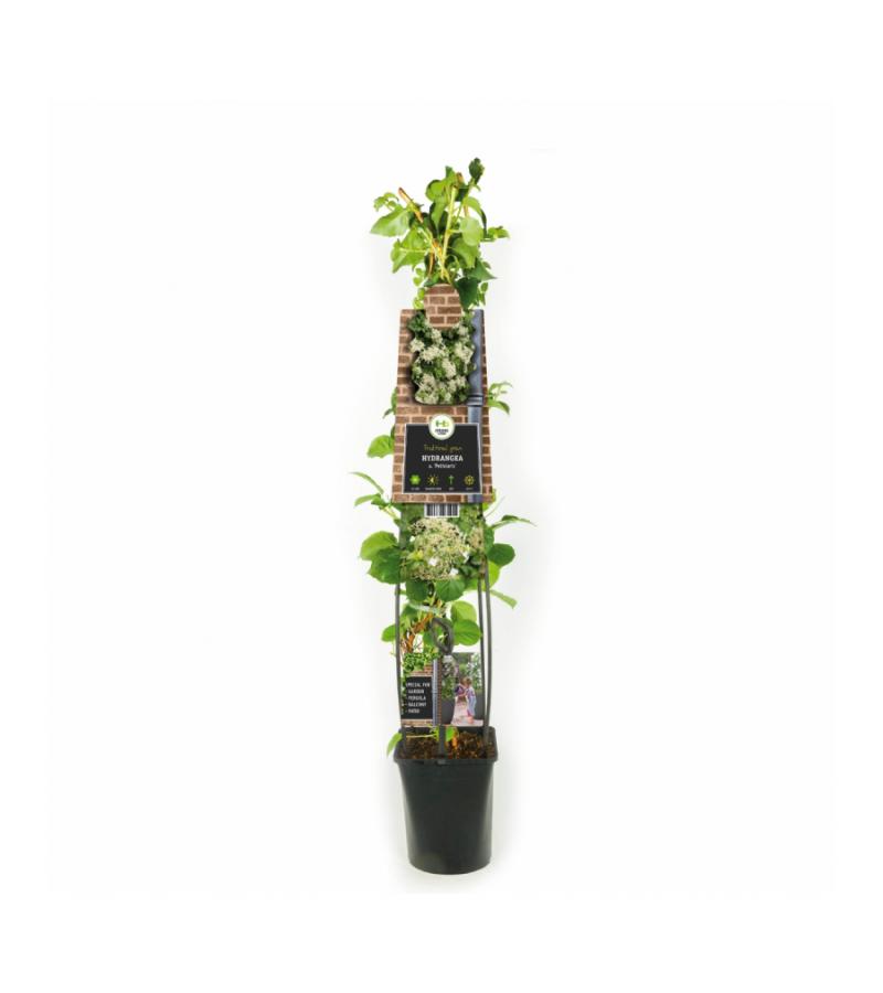 Klimhortensia (Hydrangea anomala "Petiolaris") klimplant 70 cm