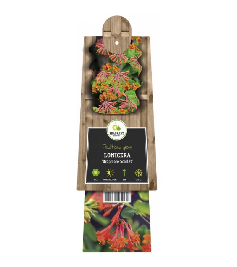 Oranjerode kamperfoelie (Lonicera "Dropmore Scarlet") klimplant