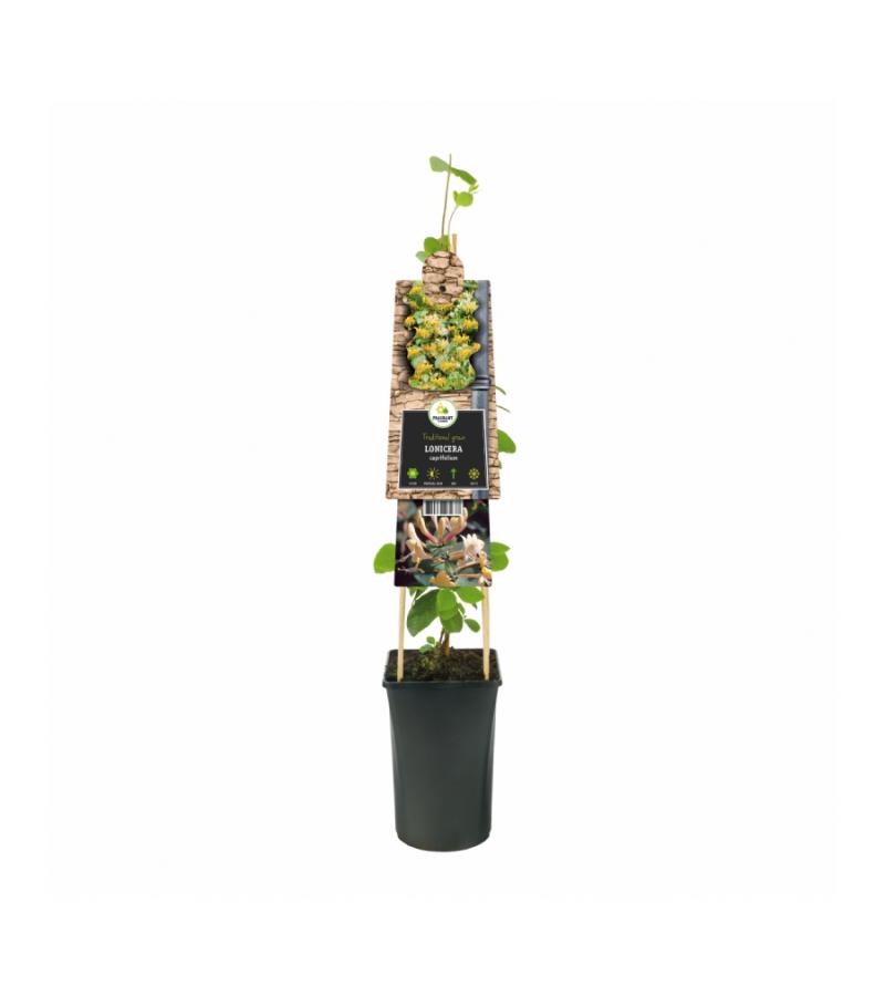 Tuinkamperfoelie (Lonicera caprifolium) klimplant