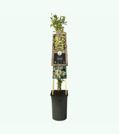 Japanse kamperfoelie (Lonicera Japonica "Hall's Prolific") klimplant