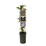 Paarse passiebloem (Passiflora "Amethyst") klimplant
