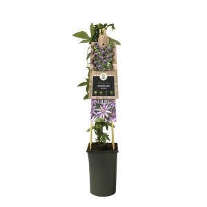 Paarse passiebloem (Passiflora Amethyst) klimplant