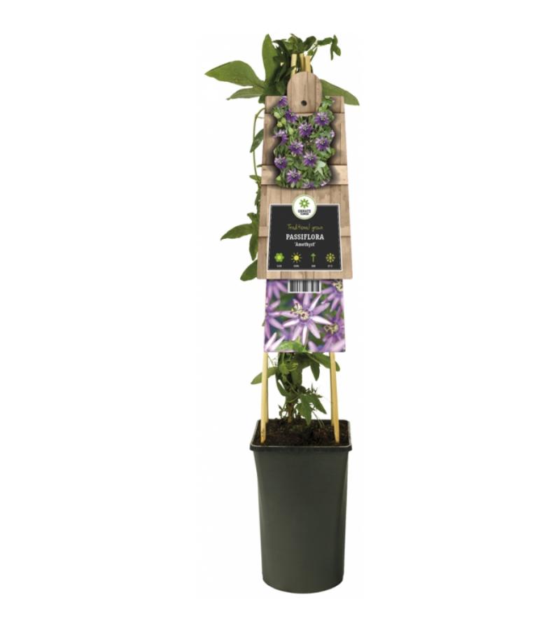 Paarse passiebloem (Passiflora "Amethyst") klimplant