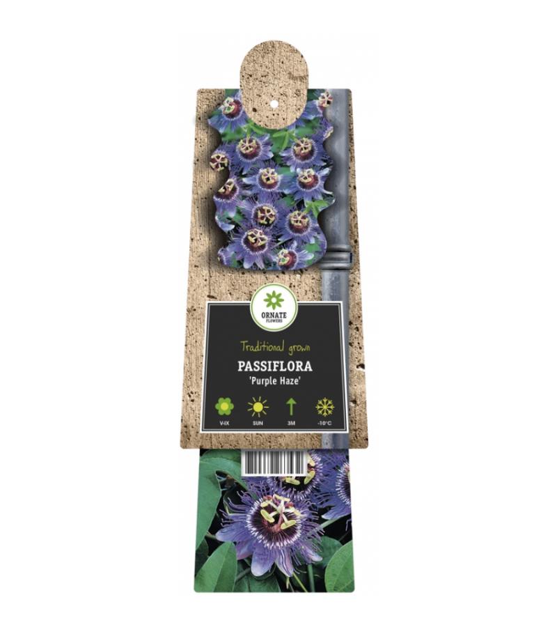 Paarse passiebloem (Passiflora "Purple Haze") klimplant
