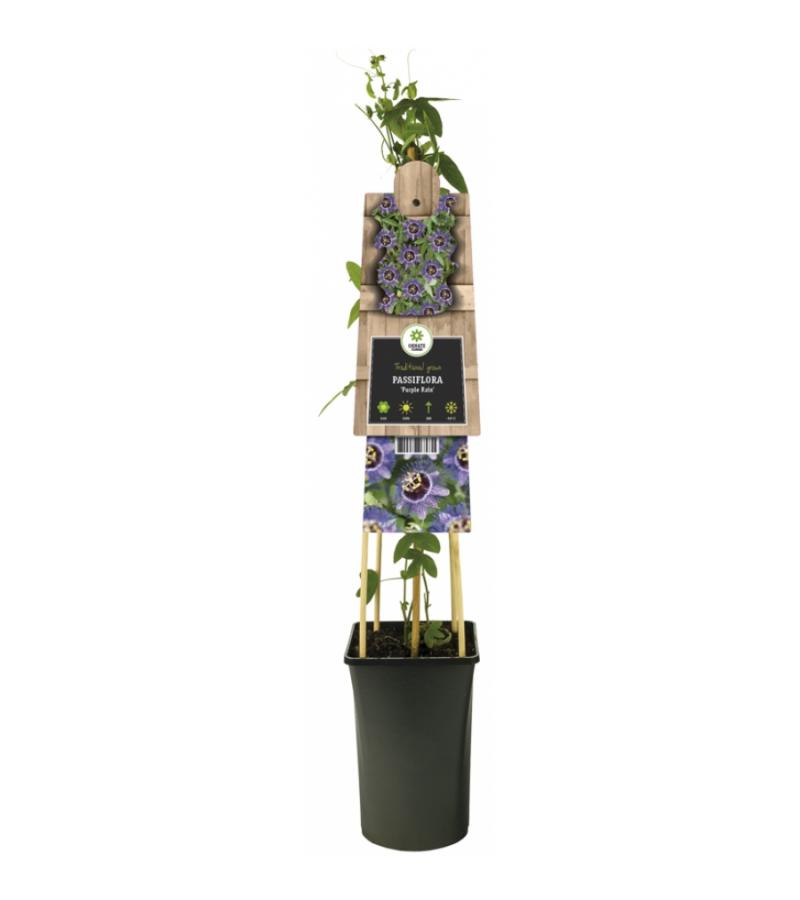 Paarse passiebloem (Passiflora "Purple Rain") klimplant