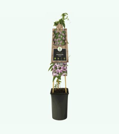 Lila passiebloem (Passiflora "Victoria") klimplant