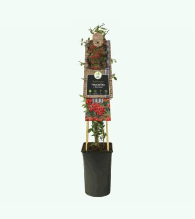 Vuurdoorn (Pyracantha coccinea "Red Column") klimplant