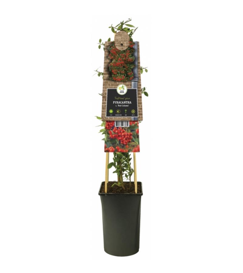 Vuurdoorn (Pyracantha coccinea "Red Column") klimplant