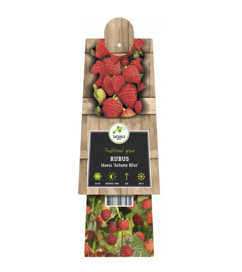 Framboos (Rubus idaeus "Autumn Bliss") klimplant