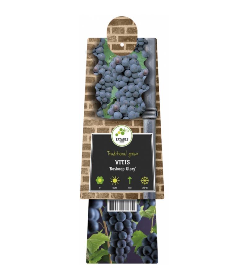 Druif (blauw) (Vitis "Boskoop Glory") klimplant