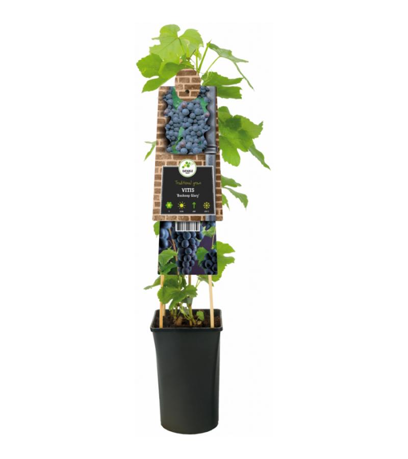 Druif (blauw) (Vitis "Boskoop Glory") klimplant