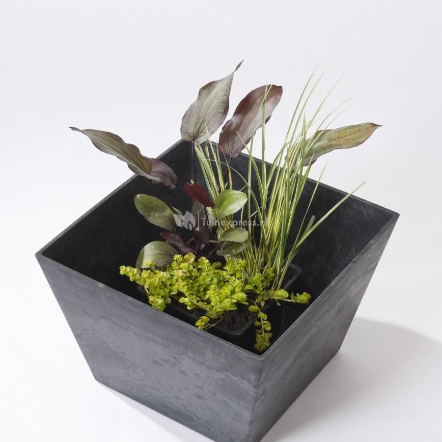 Moerings Complete set voor het planten van waterplanten voor vijvers - Geurige planten (Iris, Lythrum en Pontederia