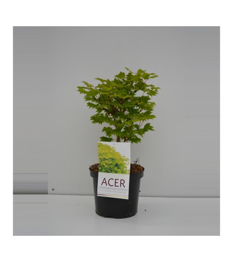 Japanse esdoorn (Acer shirasawanum "Aureum") heester
