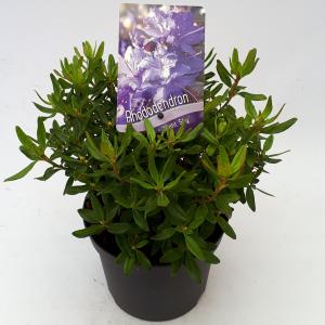 Afbeelding Dwerg rododendron (Rhododendron "Night Sky") heester - 20-25 cm - 1 stuks door Tuinexpress.nl