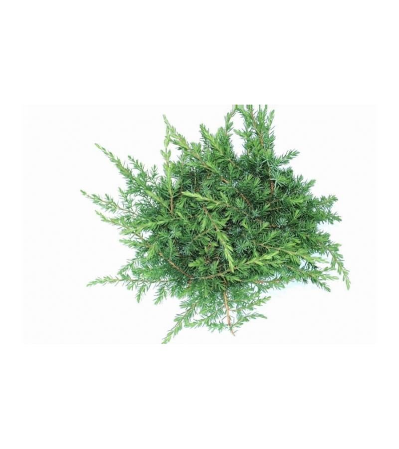 Kruipende jeneverbes (Juniperus conferta "Schlager") conifeer