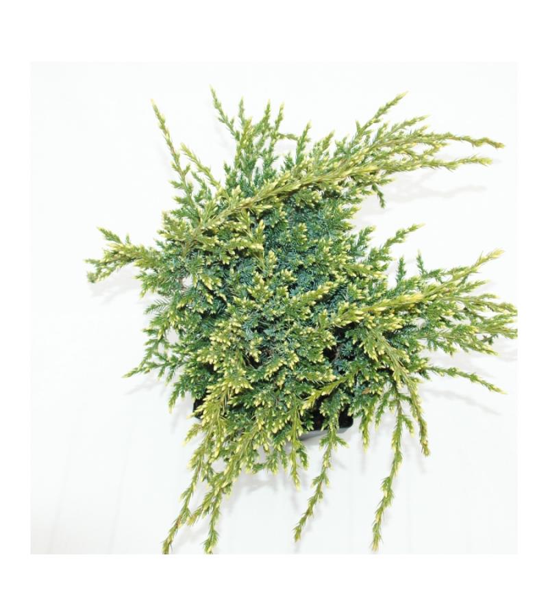 Jeneverbes (Juniperus squamata "Holger") conifeer
