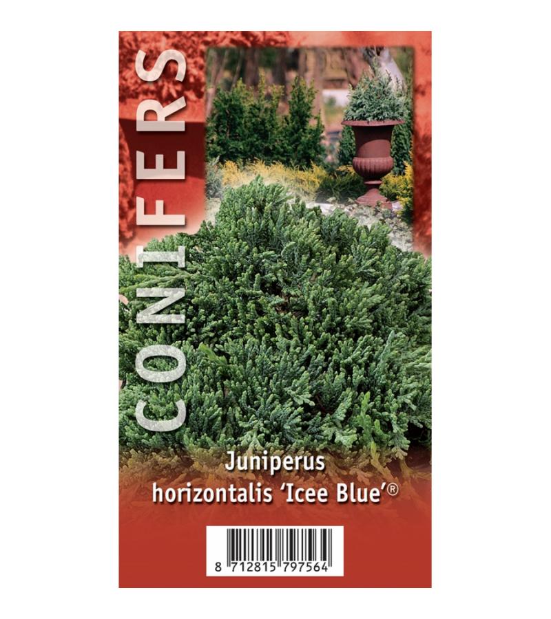 Kruipende jeneverbes (Juniperus horizontalis "Ice Blue") conifeer