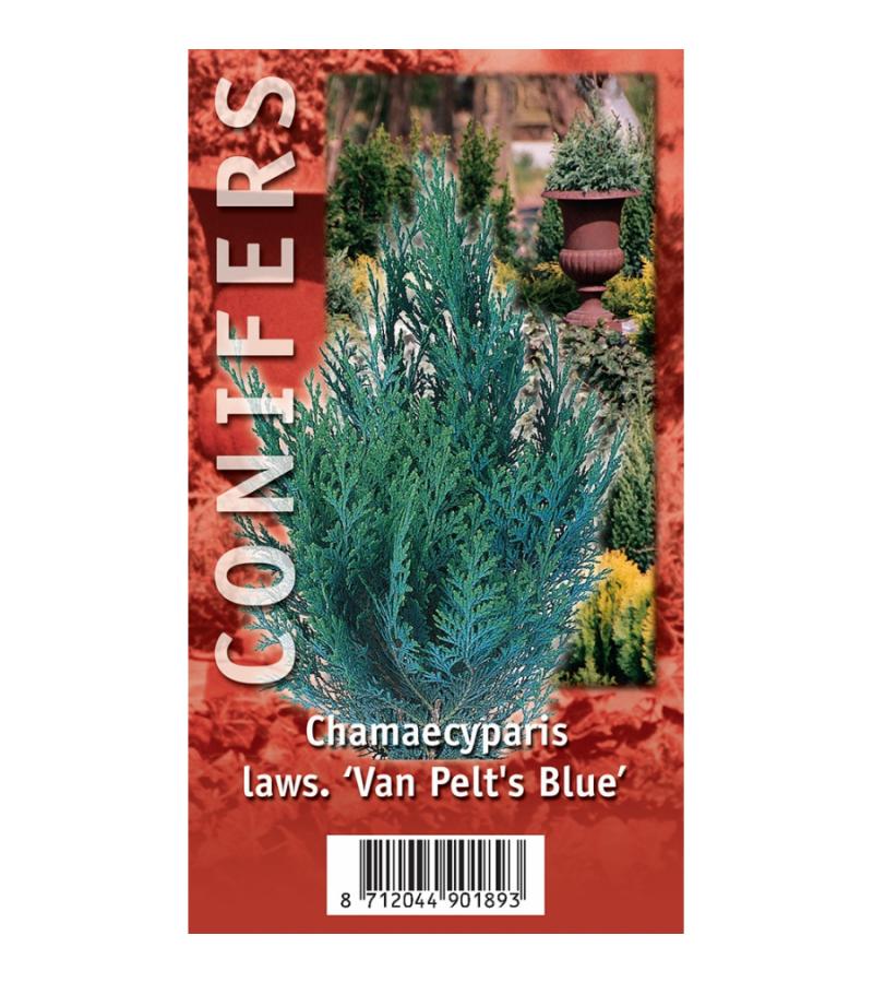 Schijncipres (Chamaecyparis lawsoniana "Van Pelt's Blue") conifeer