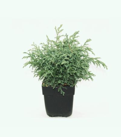 Schijncipres (Chamaecyparis pisifera "Baby Blue") conifeer