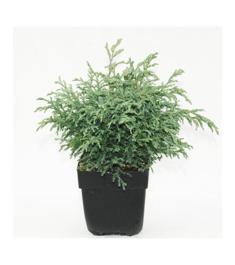 Schijncipres (Chamaecyparis pisifera "Baby Blue") conifeer