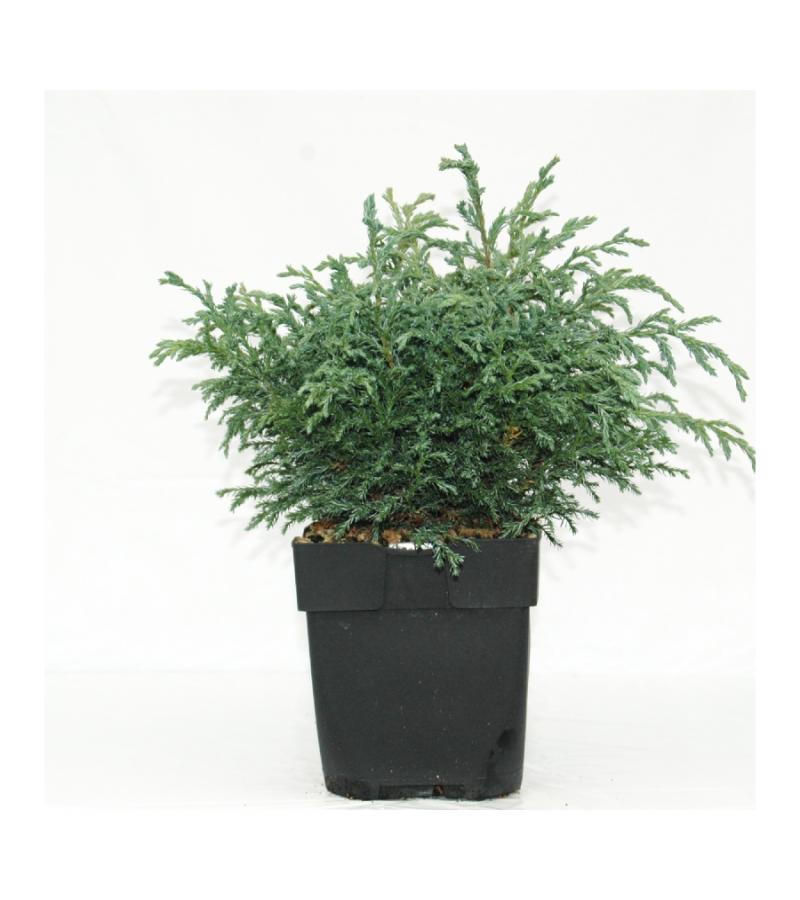 Schijncipres (Chamaecyparis pisifera "Baby Blue") conifeer