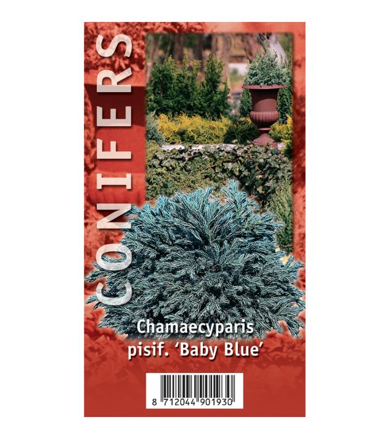 Schijncipres (Chamaecyparis pisifera "Baby Blue") conifeer