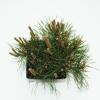 Bergden (Pinus mugo "Mughus") conifeer