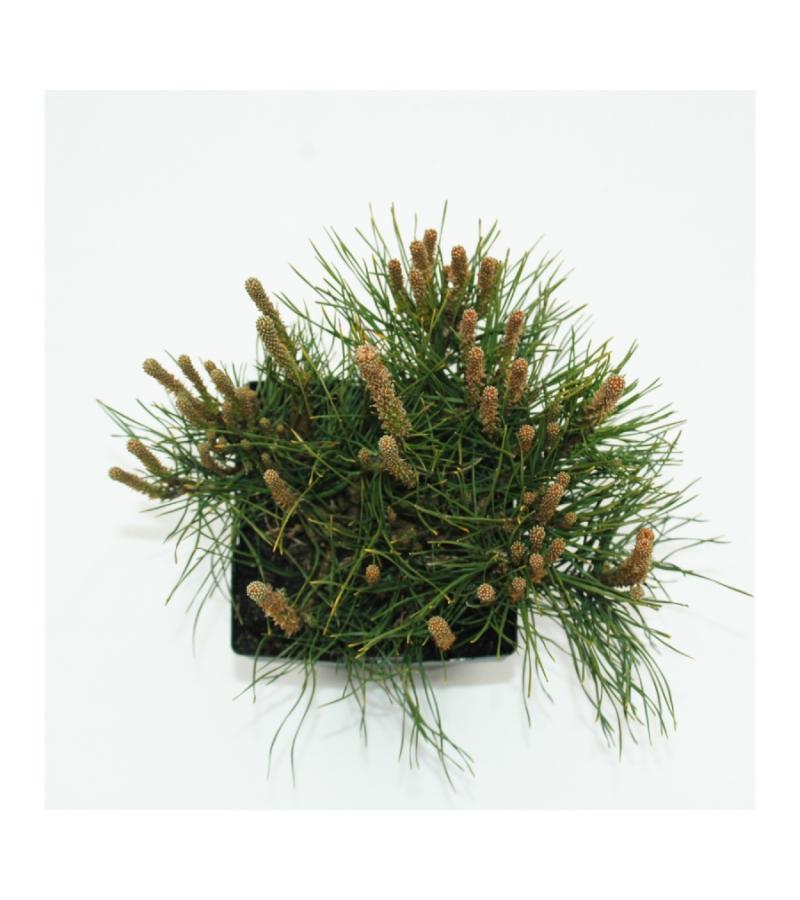 Bergden (Pinus mugo "Mughus") conifeer