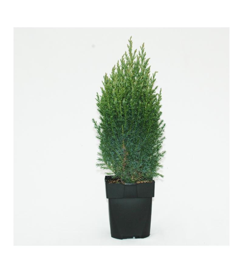 Chinese jeneverbes (Juniperus Chinensis "Stricta") conifeer