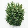 Chinese jeneverbes (Juniperus Chinensis "Stricta") conifeer