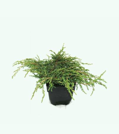 Kruipende jeneverbes (Juniperus communis "Repanda") conifeer