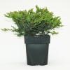 Kruipende jeneverbes (Juniperus communis "Repanda") conifeer