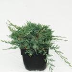 Kruipende jeneverbes (Juniperus horizontalis "Wiltonii") conifeer
