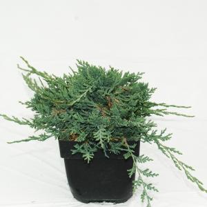 Kruipende jeneverbes (Juniperus horizontalis "Wiltonii") conifeer