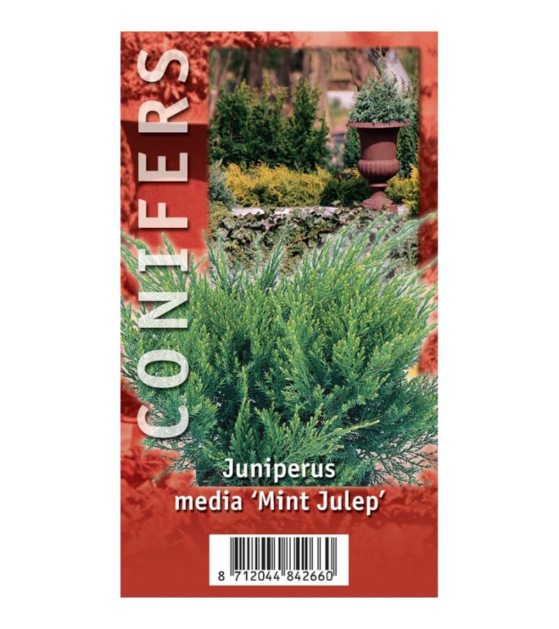 Jeneverbes (Juniperus media "Mint Julep") conifeer