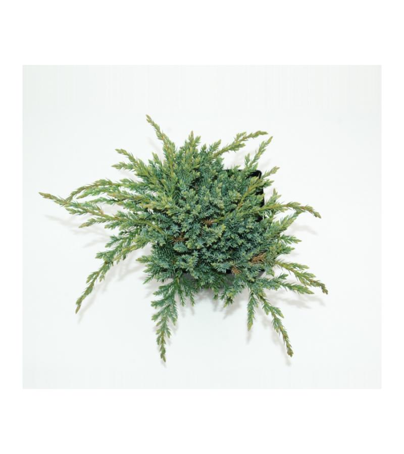 Kruipende jeneverbes (Juniperus squamata "Blue Carpet") conifeer