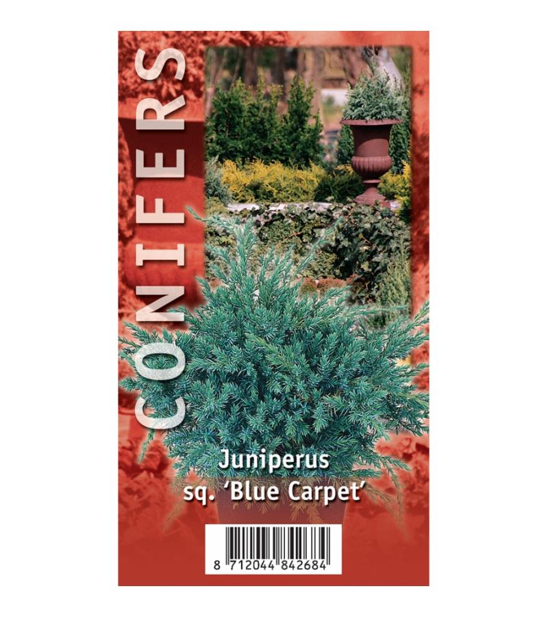 Kruipende jeneverbes (Juniperus squamata "Blue Carpet") conifeer