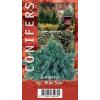 Jeneverbes (Juniperus squamata "Blue Star") conifeer