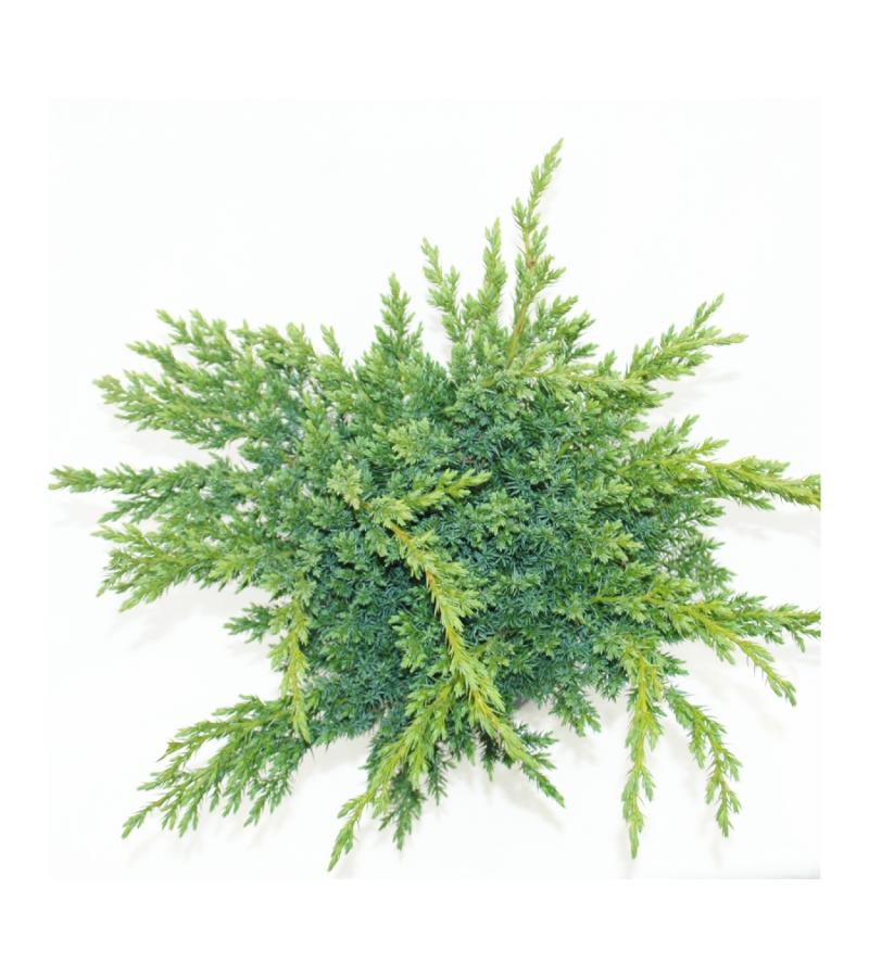 Jeneverbes (Juniperus squamata "Blue Swede") conifeer