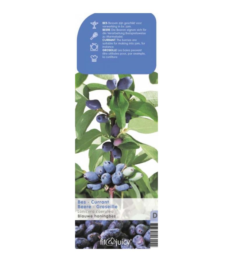 Blauwe honingbes C2 (lonicera caerulea "Kamtschatica") fruitplanten
