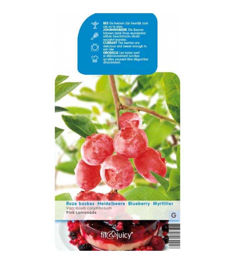 Bosbes (vaccinium corymbosum "Pink Lemonade") fruitplanten