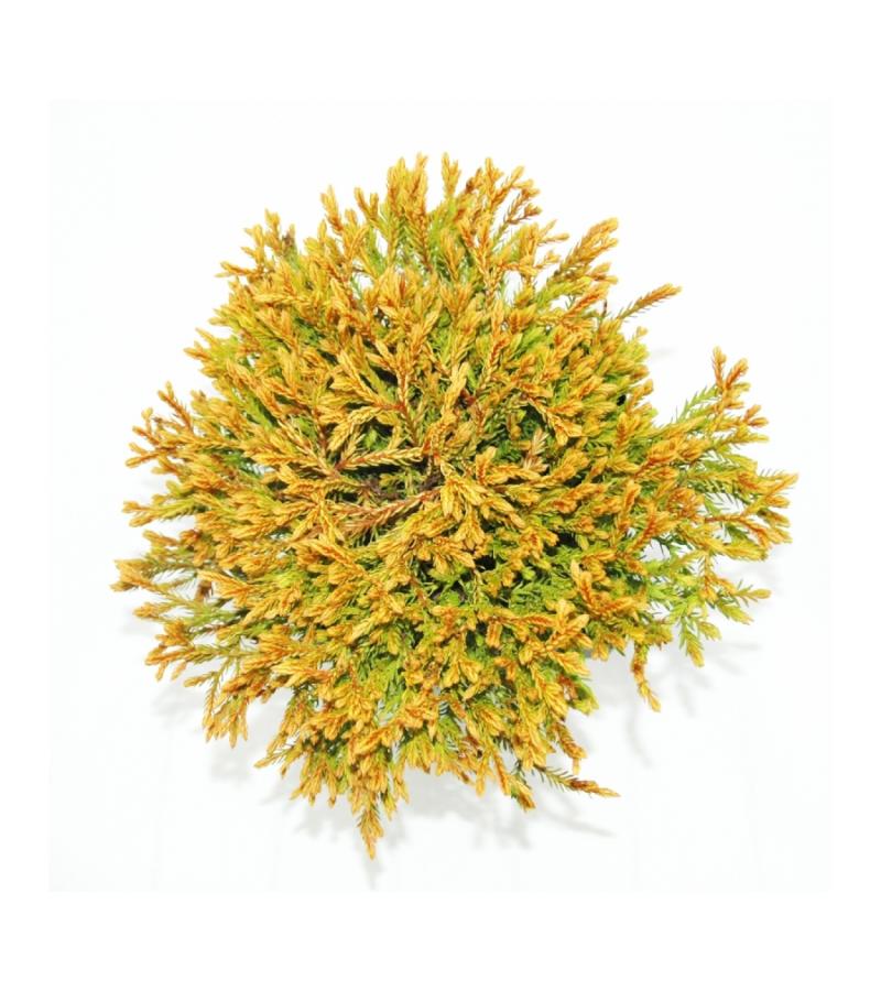 Westerse levensboom (Thuja occidentalis "Golden Tuffet") conifeer