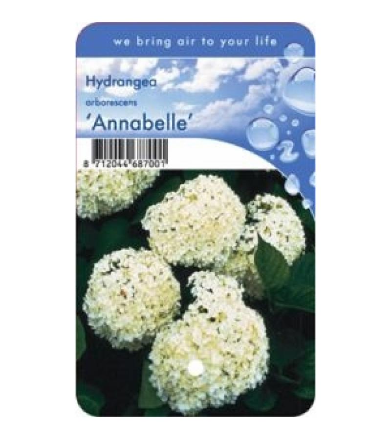 Hydrangea Arborescens "Annabelle" sneeuwbalhortensia