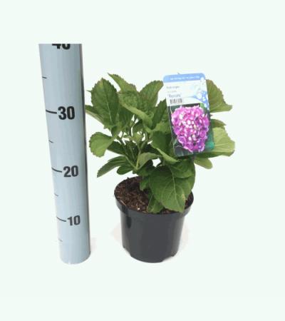 Hydrangea Macrophylla "Renate" boerenhortensia